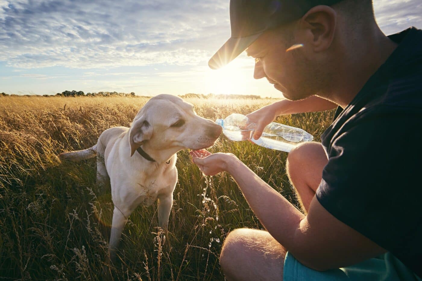 mies ja koira pellolla auringonlaskussa koira juo vettä 